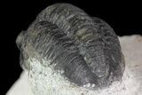 Bargain, Gerastos Trilobite Fossil - Morocco #68661-4